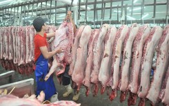 TP HCM ngưng nhận heo từ các tỉnh phía Bắc để chặn dịch tả heo châu Phi