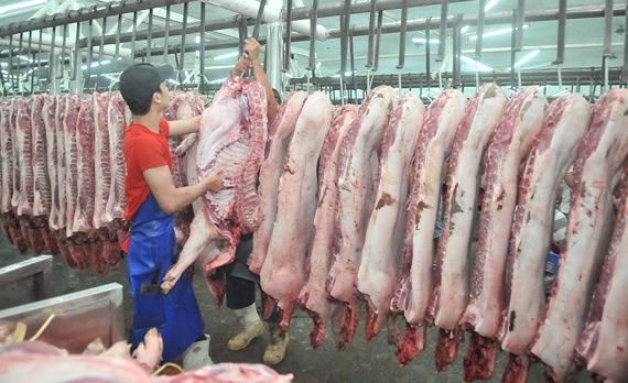TP HCM ngưng nhận heo từ các tỉnh phía Bắc để chặn dịch tả heo châu Phi - Ảnh 1. TP HCM ngưng nhận heo từ các tỉnh phía Bắc để chặn dịch tả heo châu Phi - Ảnh 1.