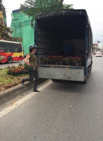 Người dân đổ xô, mang cả xe tải lấy hoa trang trí: Có thể bị phạt tới 30 triệu đồng? - Ảnh 1. Người dân đổ xô, mang cả xe tải lấy hoa trang trí: Có thể bị phạt tới 30 triệu đồng? - Ảnh 1.