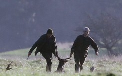 Chính phủ Ireland lo ngại về sự tấn công của đại dịch 'hươu zombie'