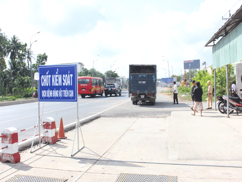 Lập chốt chặn mọi ngả ngăn dịch tả heo châu Phi vào Bến Tre - Ảnh 1.