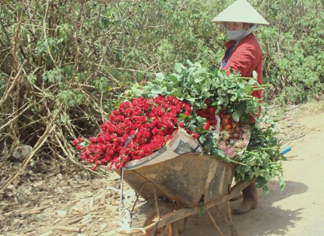 Cận lễ 8/3, hoa hồng Đà Lạt khan hàng đội giá gấp 3 ngày thường - Ảnh 3.