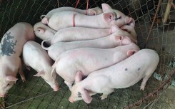 Giá heo hơi hôm nay 24/3: Thị trường tuần tới sẽ đi về đâu?