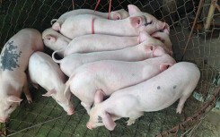 Giá heo hơi hôm nay 31/3: Vẫn chưa thể phục hồi