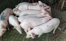 Giá heo hơi hôm nay 28/4: Ba miền lặng sóng