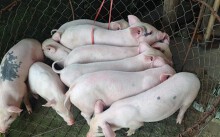 Giá heo hơi hôm nay 12/5: Miền Nam giảm mạnh vào cuối tuần