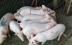 Giá heo hơi hôm nay 12/5: Miền Nam giảm mạnh vào cuối tuần
