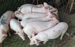 Giá heo hơi hôm nay 18/6: Miền Nam lục đục đi xuống