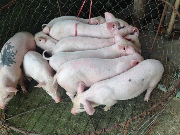 Giá heo hơi hôm nay 28/4: Ba miền lặng sóng - Ảnh 1. Giá heo hơi hôm nay 28/4: Ba miền lặng sóng - Ảnh 1.