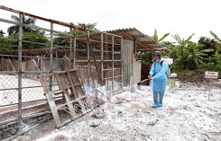 Hà Nội: Hỗ trợ kịp thời cho người dân khi tiêu hủy lợn bệnh