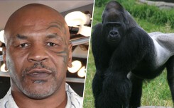 Mike Tyson chi 10.000 USD cho người giữ vườn thú chỉ để 'so găng' với khỉ đột
