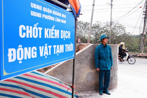 Bốn quận huyện Hà Nội phát hiện dịch tả lợn châu Phi - Ảnh 1.