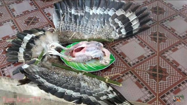 Vụ anh em Tam Mao giết thịt chim quí: Nhân vật chính trong clip lên tiếng - Ảnh 1. Vụ anh em Tam Mao giết thịt chim quí: Nhân vật chính trong clip lên tiếng - Ảnh 1.