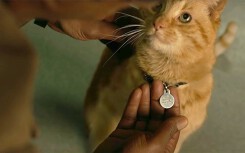 Những sự thật thú vị về mèo Goose - diễn viên 'hot' nhất phim Captain Marvel