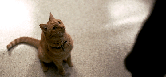 Mèo Goose - diễn viên không lời thoại nhưng lại nổi bật nhất bom tấn Captain Marvel - Ảnh 2.