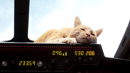 Mèo Goose - diễn viên không lời thoại nhưng lại nổi bật nhất bom tấn Captain Marvel - Ảnh 3.