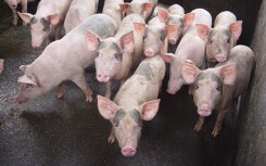 Giá heo hơi hôm nay 22/3: Miền Nam có nơi tăng nhẹ