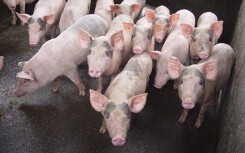 Giá heo hơi hôm nay 8/6: Tiến sát mốc 40.000 đồng/kg