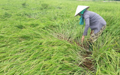 Dân Quảng Nam khóc ròng sau cơn lốc xoáy 'cuốn bay' hơn 2.000 ha lúa và hoa màu