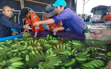 Bán chuối, thanh long… mang lại cho bầu Đức doanh thu gần 3.000 tỉ đồng