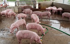 Giá heo hơi hôm nay 8/5: Miền Trung giảm trên diện rộng