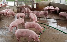 Giá heo hơi hôm nay 3/6: Miền Bắc thấp nhất cả nước