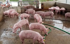Giá heo hơi hôm nay 13/6: Chững lại sau nhiều ngày tăng giá