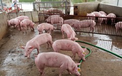 Giá heo hơi hôm nay 21/6: Cả ba miền bắt đầu lao dốc