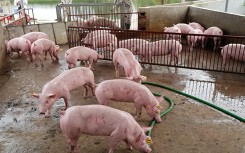 Giá heo hơi hôm nay 25/6: Ba miền đồng loạt đi xuống