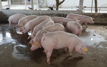 Giá heo hơi hôm nay 4/5: Miền Nam nhiều nơi giảm 3.000 đồng/kg