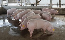 Giá heo hơi hôm nay 2/6: Miền Nam giảm đáng kể trong tuần