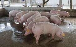 Giá heo hơi hôm nay 10/6: Bình quân miền Bắc ngày càng tăng