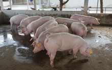 Giá heo hơi hôm nay 26/6: Bắt đầu có nơi tăng giá, đà giảm chững lại