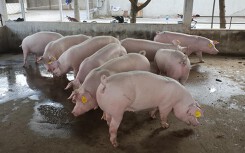 Giá heo hơi hôm nay 26/6: Bắt đầu có nơi tăng giá, đà giảm chững lại