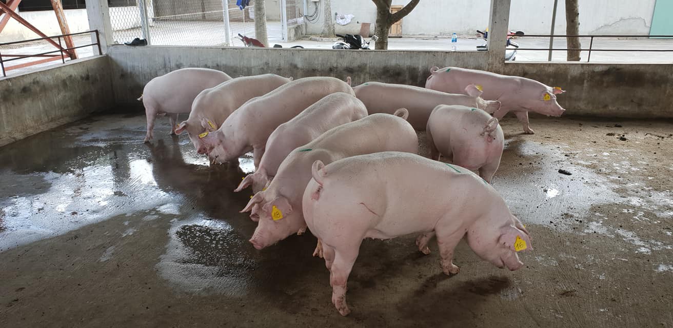 Giá heo hơi hôm nay 10/6: Bình quân miền Bắc ngày càng tăng - Ảnh 1. Giá heo hơi hôm nay 10/6: Bình quân miền Bắc ngày càng tăng - Ảnh 1.