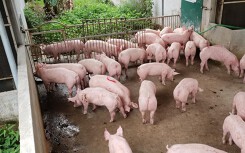 Giá heo hơi hôm nay 26/4: Ba miền cùng lao dốc