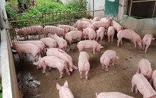 Giá heo hơi hôm nay 3/5: Tin đồn thất thiệt khiến giá heo lao dốc ở Đồng Nai