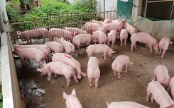 Giá heo hơi hôm nay 3/5: Tin đồn thất thiệt khiến giá heo lao dốc ở Đồng Nai