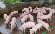 Giá heo hơi hôm nay 20/4: Miền Trung tăng nhẹ, miền Bắc chưa thấy đáy