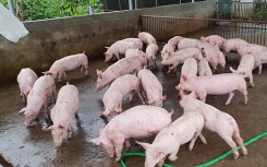 Giá heo hơi hôm nay 20/4: Miền Trung tăng nhẹ, miền Bắc chưa thấy đáy