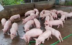 Giá heo hơi hôm nay 10/5: Miền Bắc có nơi giảm xuống dưới 30.000 đồng/kg