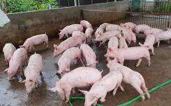 Giá heo hơi hôm nay 16/5: Tăng nhẹ vài nơi