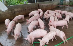 Giá heo hơi hôm nay 14/6: Miền Bắc quay đầu giảm giá, miền Nam vẫn tiếp tục tăng