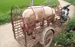 Giá heo hơi hôm nay 19/4: Miền Bắc tiếp tục giảm trên diện rộng