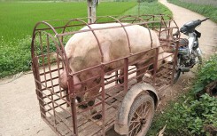 Giá heo hơi hôm nay 2/5: Kết thúc nghỉ lễ thị trường đi ngang