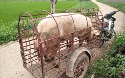 Giá heo hơi hôm nay 15/5: Miền Nam chưa thể phục hồi