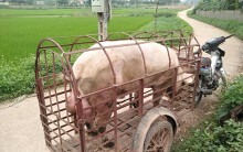 Giá heo hơi hôm nay 5/6: Có nơi tăng 4.000 đồng/kg