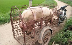 Giá heo hơi hôm nay 11/6: Vượt mốc 40.000 đồng/kg