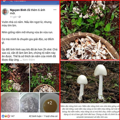 Ăn thử nấm độc để tự thải độc bằng tương tamari: Quá nguy hiểm! - Ảnh 1. Ăn thử nấm độc để tự thải độc bằng tương tamari: Quá nguy hiểm! - Ảnh 1.