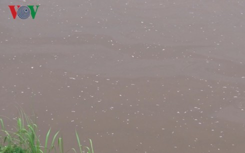 Cá nổi trắng hàng đàn đầu nguồn sông Hồng do bị thả “ruốc” - Ảnh 2.